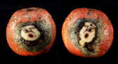 ms192 Ancient Roman Mosaic glass face bead with 3 ancient faces from Iran