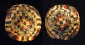 Ancient Roman mosaic checkerboard cane glass bead ms197